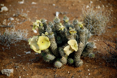 Can Hoodia (Hoodia Gordoni) Work as an Appetite Suppessant?